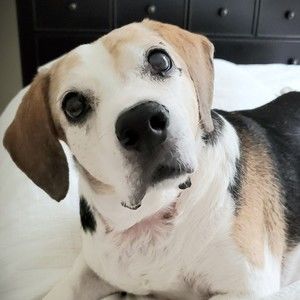 Meet your Posher, Suzanne